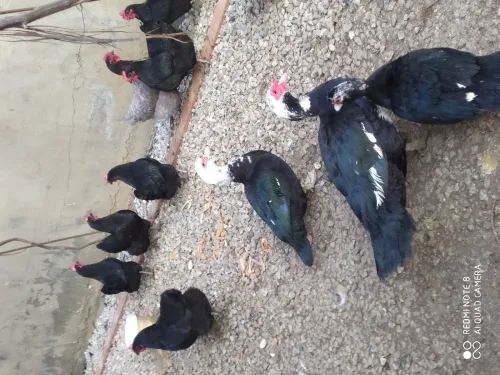 Oeufs de poule Australope