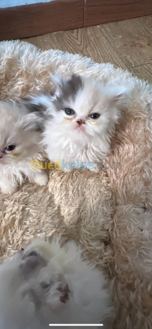 Chat persan