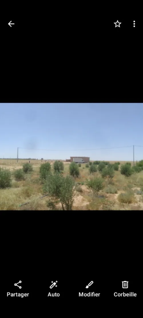 Location Terrain Agricole Djelfa Birine