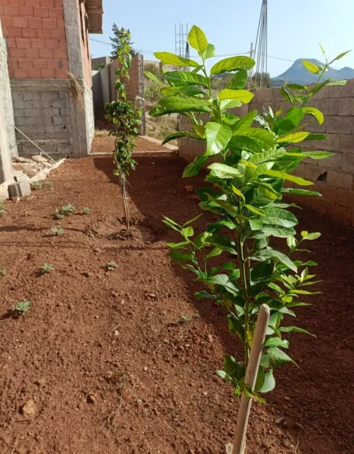 Vente Villa Tlemcen Honaine