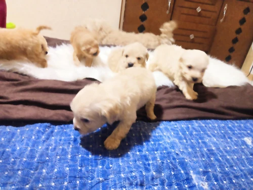 Caniche bichon de race pure