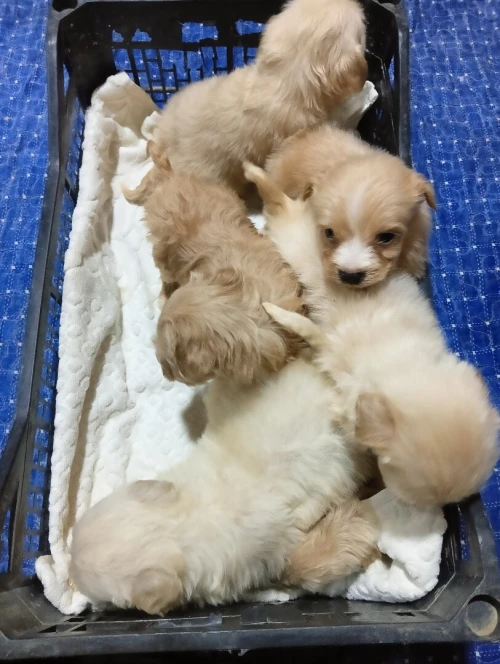 Caniche bichon de race pure