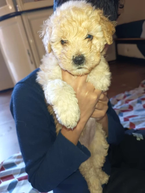 Caniche bichon maltais et frisé de race pure 