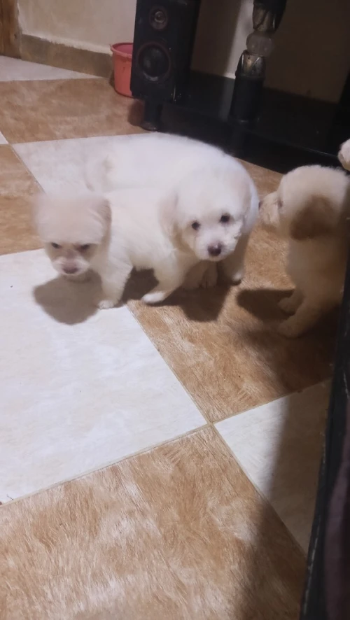 Caniche bichon de race pure