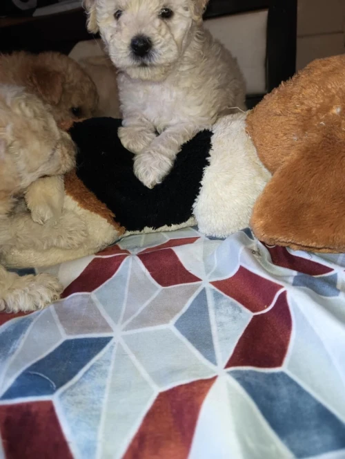 Caniche bichon maltais et frisé de race pure 