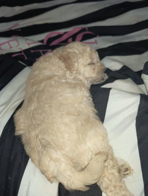 Caniche bichon maltais et frisé de race pure 