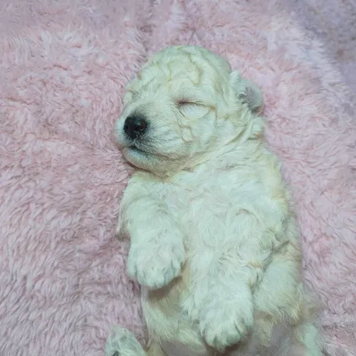 Caniche bichon