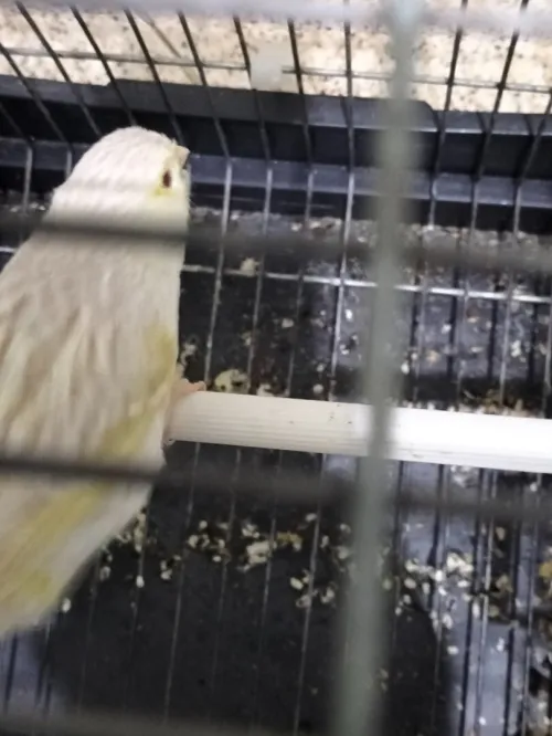 Canari satiné blanc