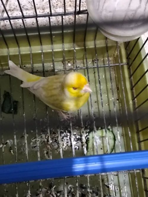 Canari satiné blanc