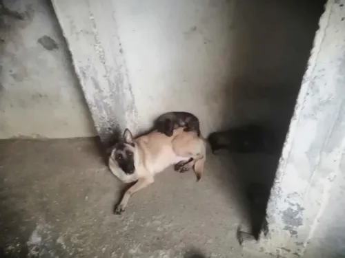 Malinois À vendre 