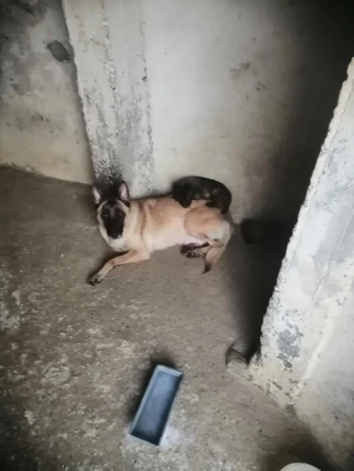 Malinois À vendre 