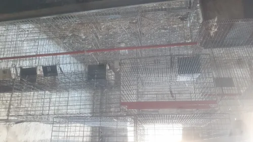 Batterie cage de lapin