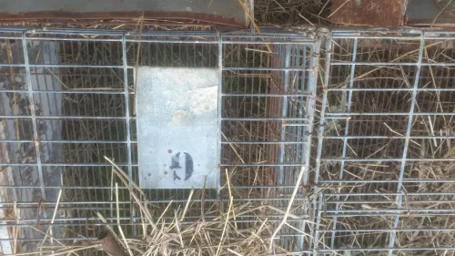 Batterie cage de lapin