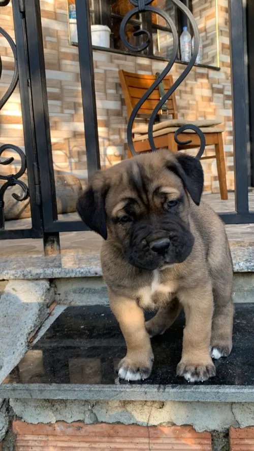 Cane corso