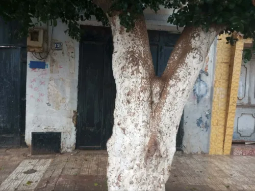 Vente Villa Oran Ain el kerma