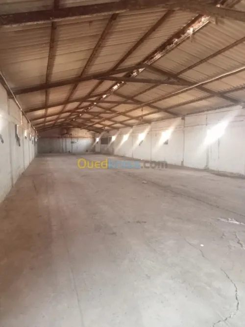Location Hangar - Usine Batna Ain yagout