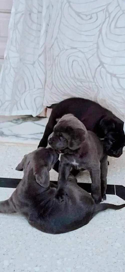 Cane corso