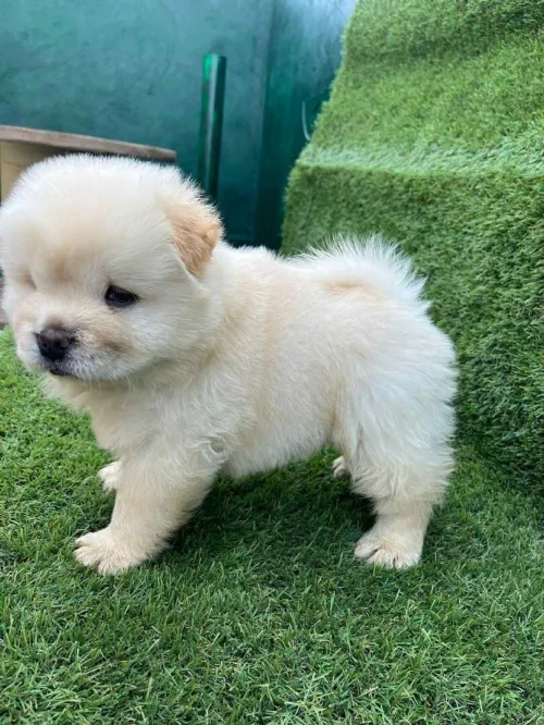 Chow chow