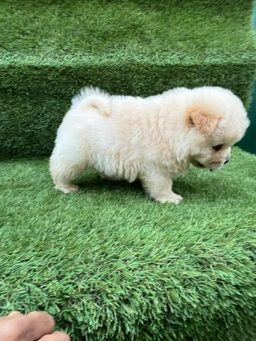 Chow chow