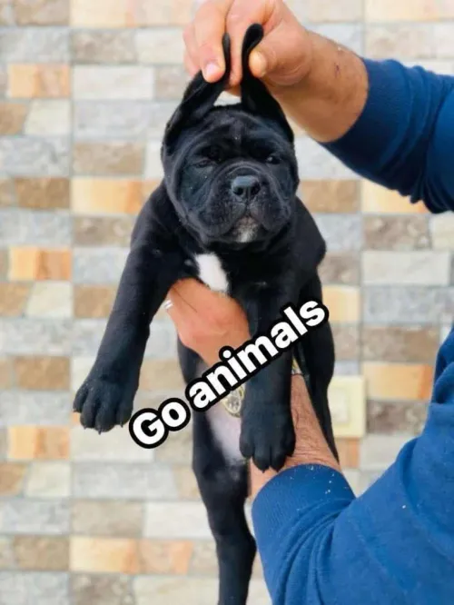 Cane corso