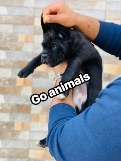 Cane corso