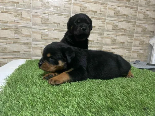 Rottweiler