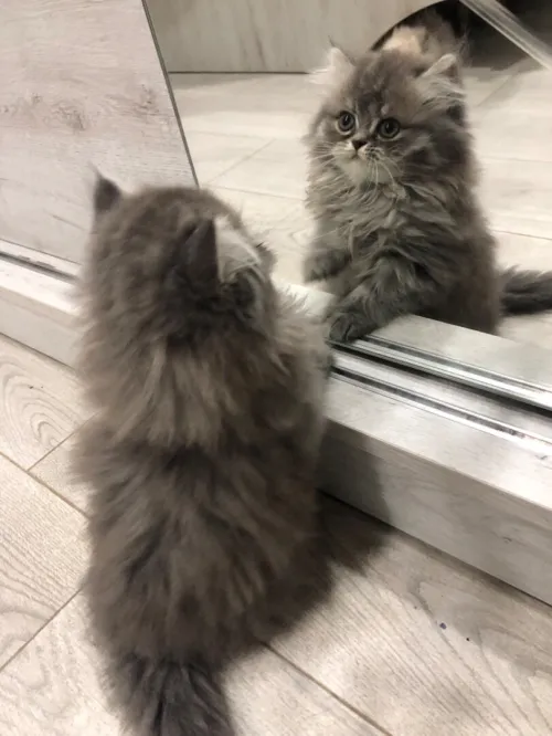 Chat persan