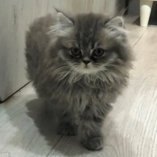 Chat persan
