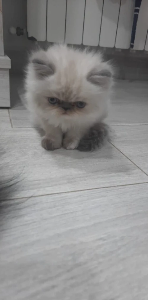 Chat persan 2 mois et demi