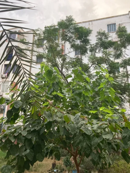 Vente Appartement F3 Annaba Sidi Amar