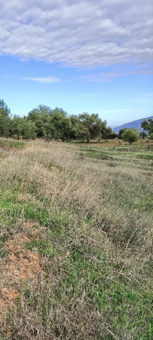 Vente Terrain Béjaïa Ouzellaguen