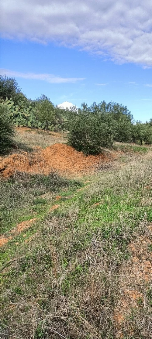 Vente Terrain Béjaïa Ouzellaguen