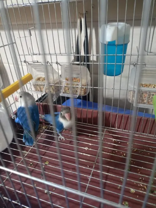 oiseau youyou