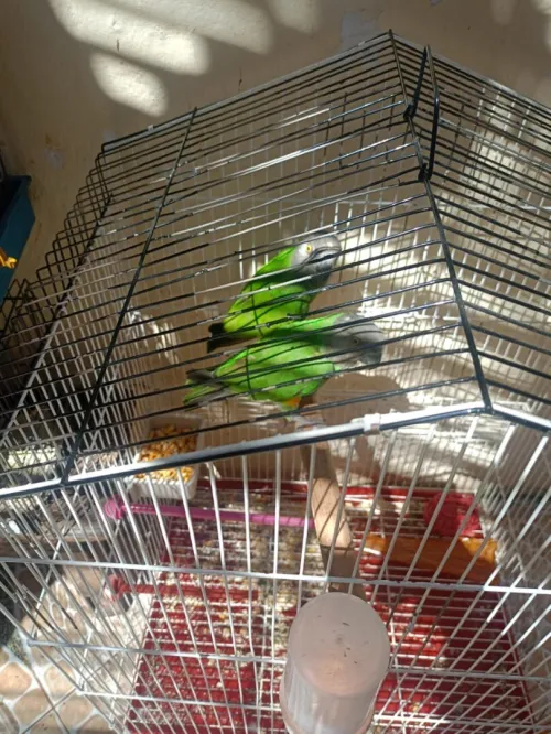 oiseau youyou