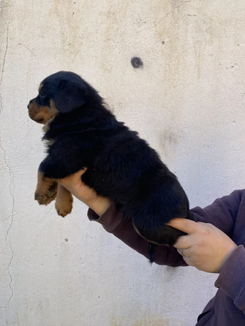 Chiots