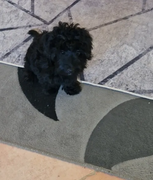 Chien yorkie poo