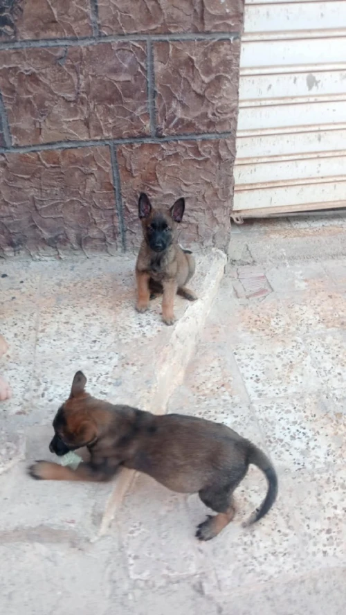 Chien 