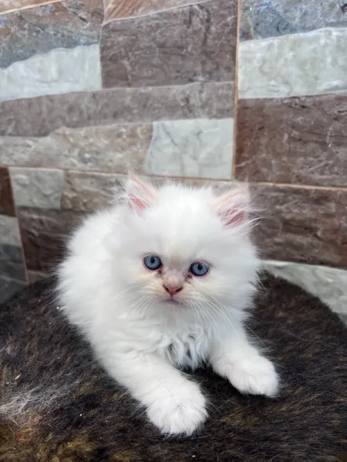 Chat persan à vendre