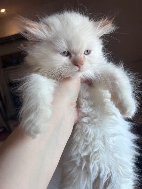 Chat persan à vendre
