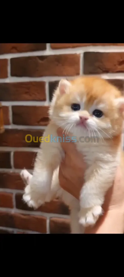 Scottish fold et british golden ny12