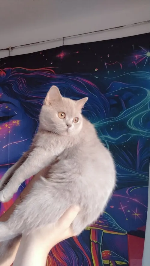 British shorthair  lilac femelle importé 