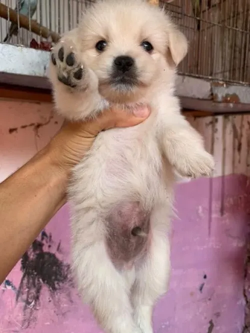 Chiot spitz allemand 