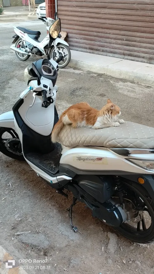 sty درجة 2020