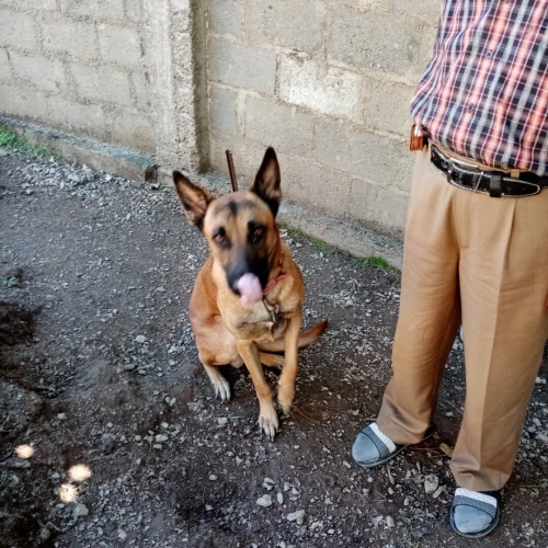 Malinois à échanger ou vente