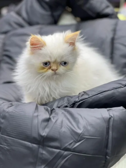 Chat