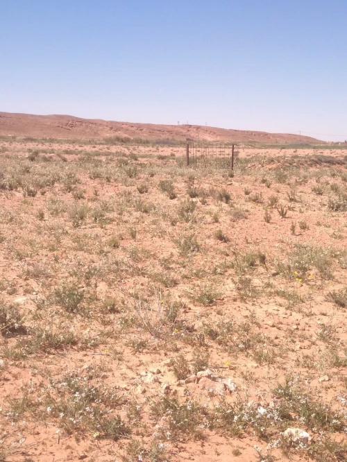 Vente Terrain Agricole Laghouat Laghouat