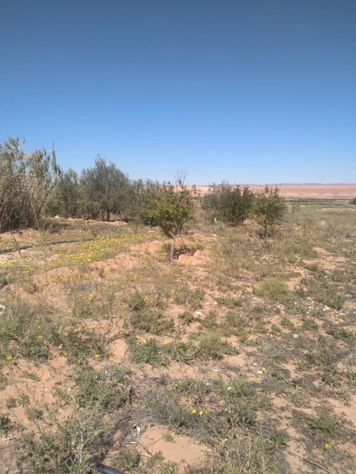 Vente Terrain Agricole Laghouat Laghouat