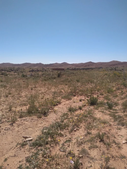 Vente Terrain Agricole Laghouat Laghouat