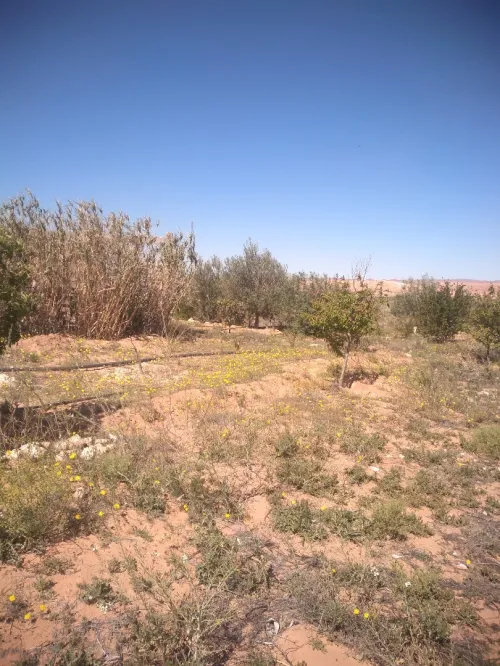 Vente Terrain Agricole Laghouat Laghouat