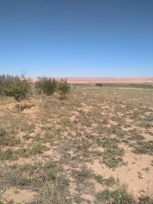Vente Terrain Agricole Laghouat Laghouat